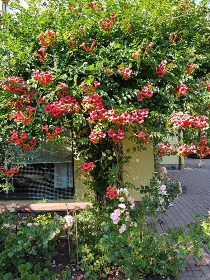 Vila Florena Garden Palanga Buitenkant foto